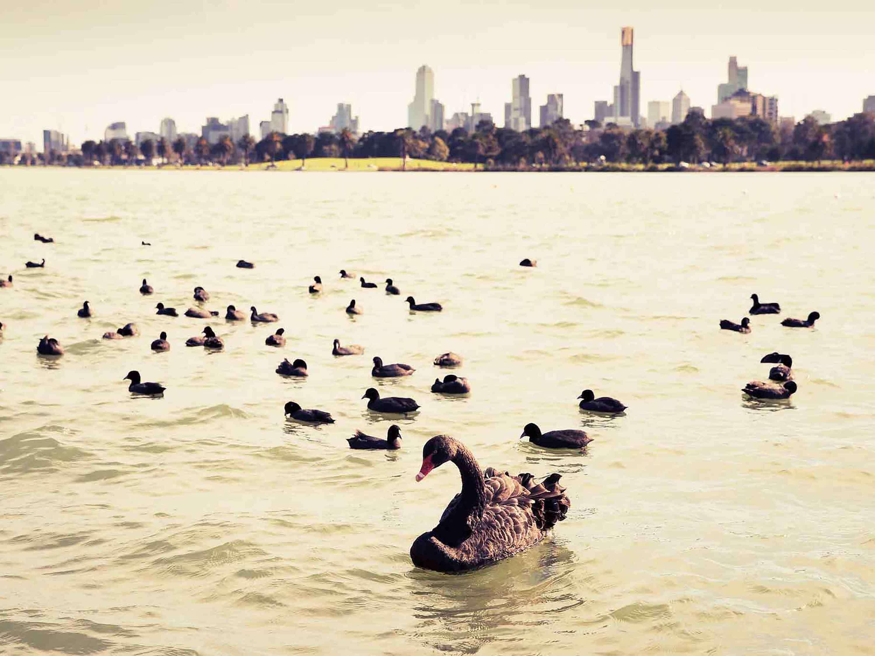 Mercure Melbourne Albert Park Hotel Kültér fotó